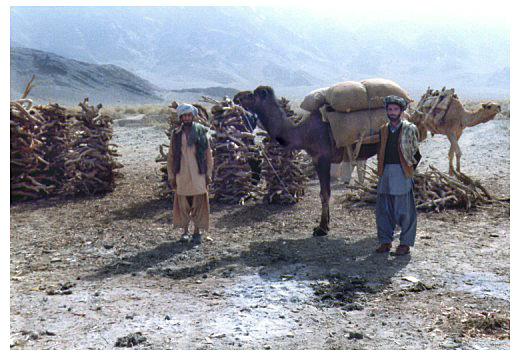 Two necessities for life, camels and firewood.